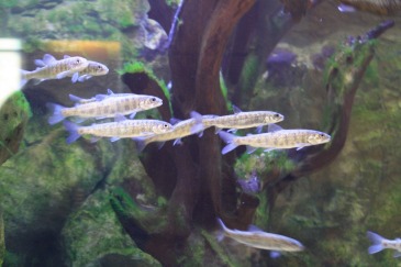 "Fish are friends, not food" - Finding Nemo. A school of fish swim together in the Bioscience building aquarium on Thursday, Feb. 23.